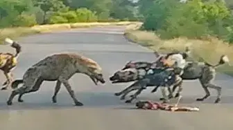 Video thumbnail for Battle Between Wild Dogs and Spotted Hyenas