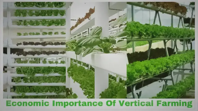 Video thumbnail for Economic Importance of Vertical Farming