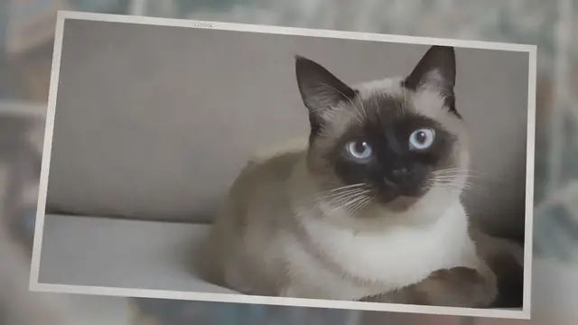 Video thumbnail for About Us