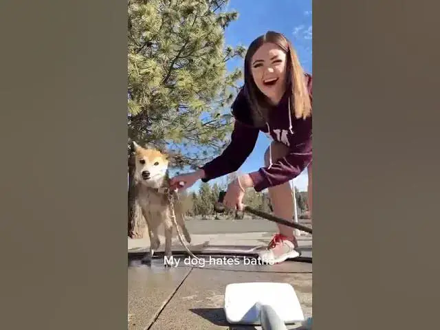 Video thumbnail for #channelchatter DOGS..🙄🎁