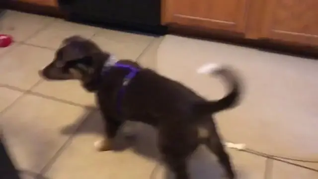 Video thumbnail for Meet our newest family member!