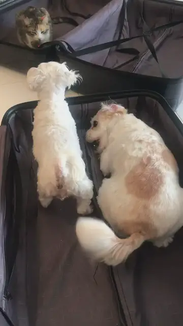 Video thumbnail for You humans are NOT going on holiday! The suitcase is out and our pet travel dogs aren't happy!