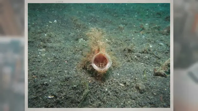 Video thumbnail for Where Does the Anglerfish Live?