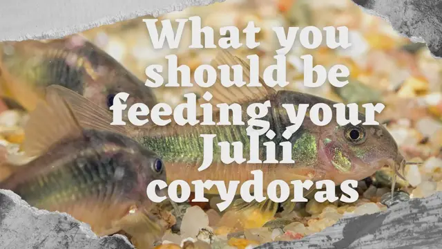 Video thumbnail for What you should be feeding your Julii corydora