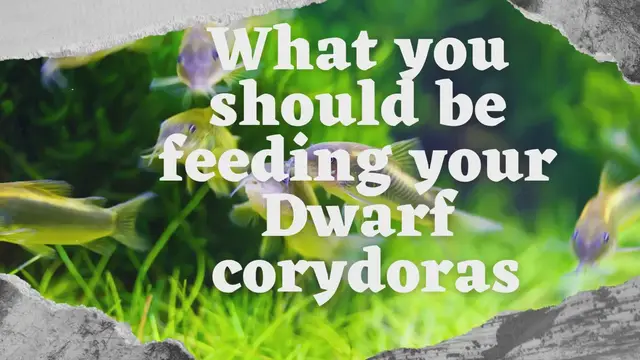 Video thumbnail for What you should be feeding your dwarf corydora