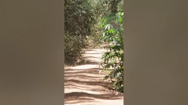 Video thumbnail for Peaceful walk in nature with butterflies #nature #shorts