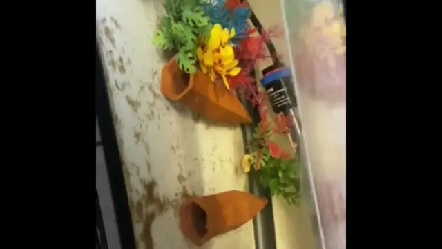 Video thumbnail for Rare cherry shrimp unboxing