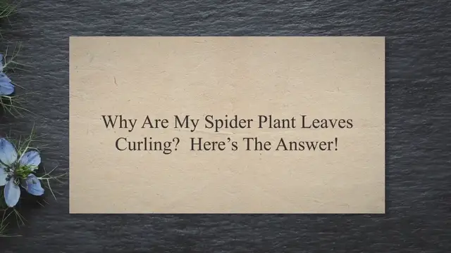 Video thumbnail for Why Are My Spider Plant Leaves Curling? Here’s The Answer!