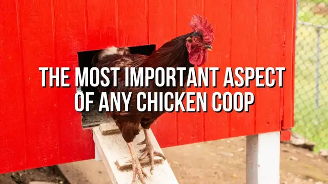 Video thumbnail for Ventilation - A Critical Component of a Healthy Chicken Coop