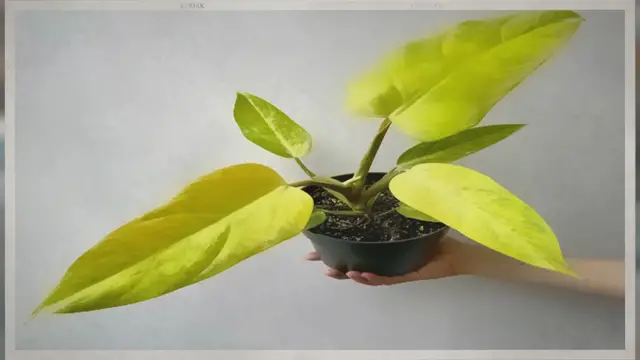 'Video thumbnail for How to Grow Thriving Philodendron Goldiana Plant?'