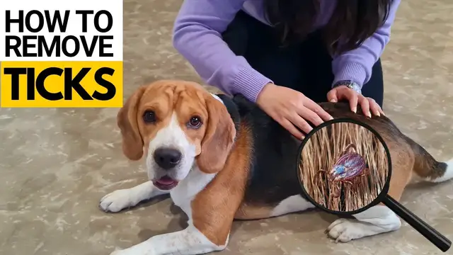 'Video thumbnail for How to Remove Ticks and Fleas from your Beagle'
