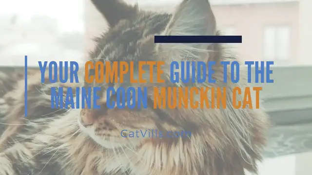 Video thumbnail for YOUR COMPLETE GUIDE TO THE MAINE COON MUNCKIN CAT