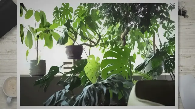 'Video thumbnail for 18 große Zimmerpflanzen, die wenig Licht aushalten und Ihr Zuhause beleben werden'
