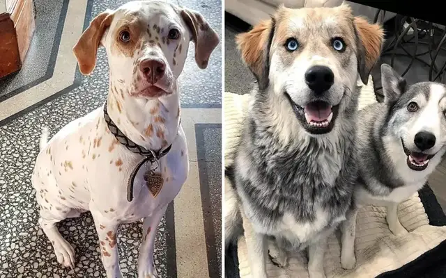 'Video thumbnail for 51 Crossbreed Dogs You'll Want to Take Home: The Cutest Pups You've Never Seen!'