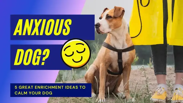 Video thumbnail for Anxious Dog? 5 Easy Enrichment Activities To Calm Your Dog
