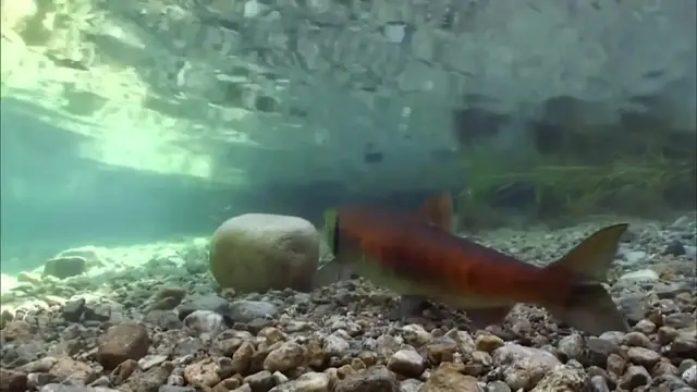 Video thumbnail for What You Probably Never Knew About Salmon