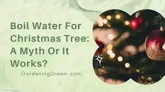 Video thumbnail for Boil Water For Christmas Tree: A Myth Or It Works?