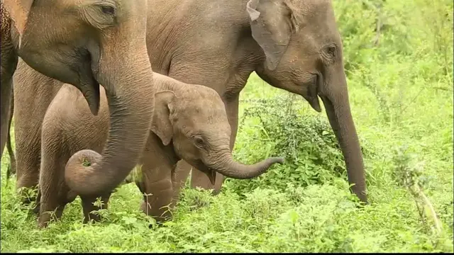 Video thumbnail for Baby elephants in Udawalawe national park