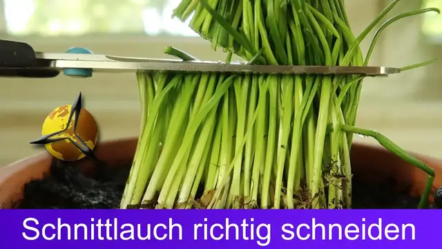 Video thumbnail for Schnittlauch richtig schneiden & ernten