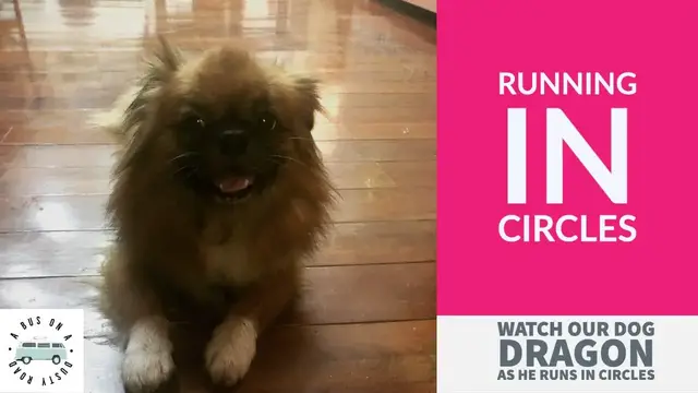 Video thumbnail for Dragon - Running in Circles, Funny Dogs