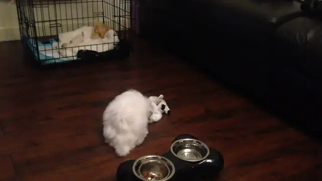 'Video thumbnail for Django as a 12 week old Maltese pup learning to play with his toys'