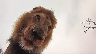 Video thumbnail for How Different Animals React to GoPros