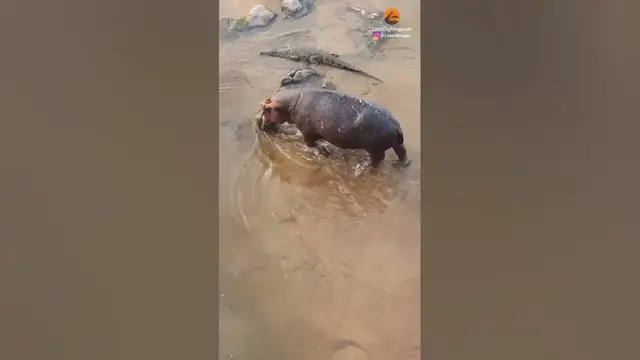 Video thumbnail for Hippo and Crocodile Walk Side by Side