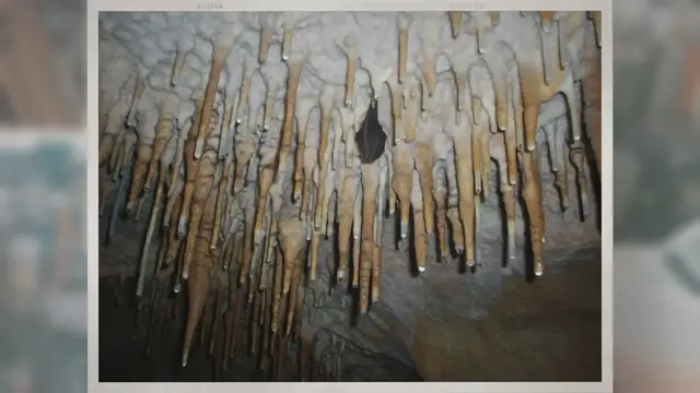 Video thumbnail for Do Bats Hibernate? Or Do They Migrate?