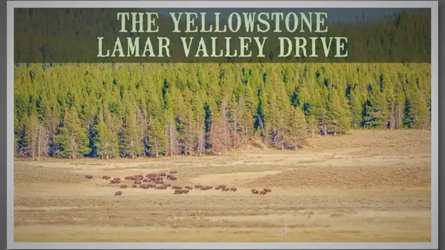 Video thumbnail for The Yellowstone Lamar Valley Scenic Drive: A Complete Guide