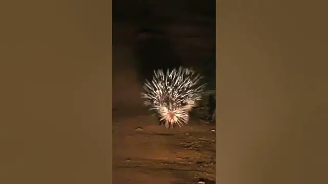 Video thumbnail for Two beautiful Indian Porcupine walking through  the road  in Wilpattu national park #shorts