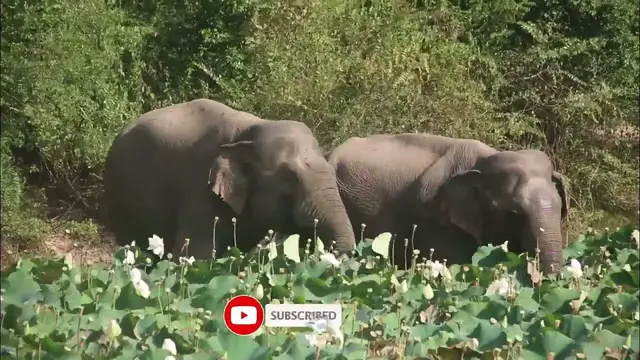 Video thumbnail for Elephants eating lotus in Wilpattu national park Sri Lanka