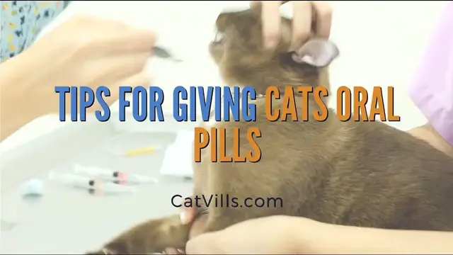 Video thumbnail for TIPS FOR GIVING CATS ORAL PILLS