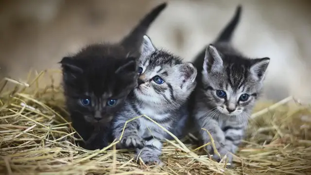 Video thumbnail for Kocięta – jak o nie dbać od narodzin? Jak wygląda ich rozwój? Dowiedz się!