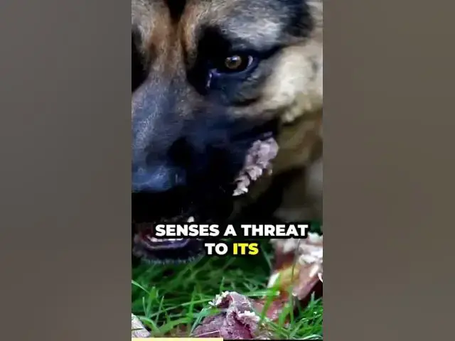 'Video thumbnail for The misunderstood loyalty'
