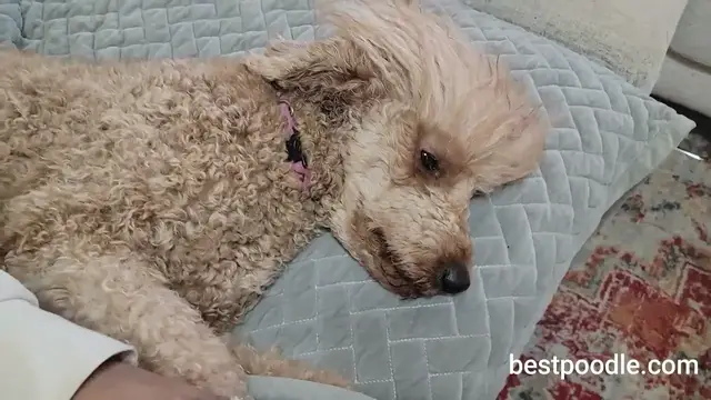 Video thumbnail for HOW TO CUT A POODLE'S NAILS