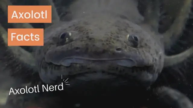 Video thumbnail for Axolotl Fun Facts