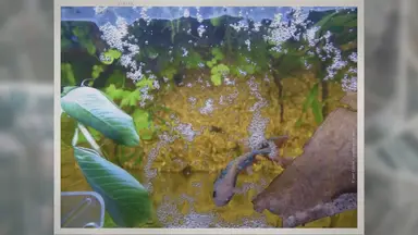'Video thumbnail for 50 Betta Fish Tank Mates: Compatibility List'