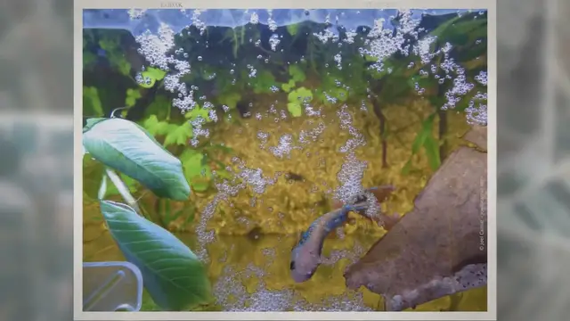 'Video thumbnail for 50 Betta Fish Tank Mates: Compatibility List'