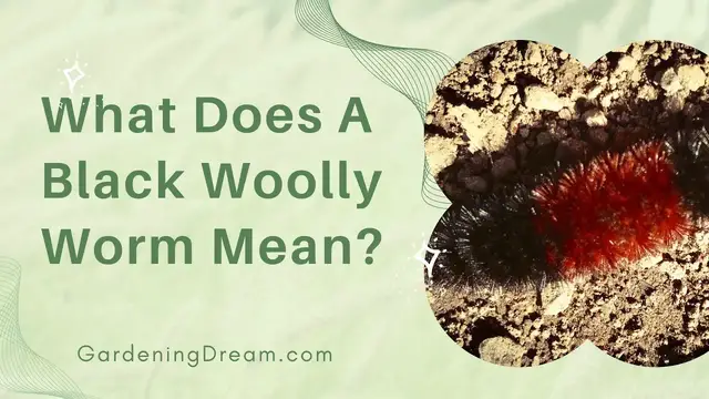 Video thumbnail for What Does A Black Woolly Worm Mean