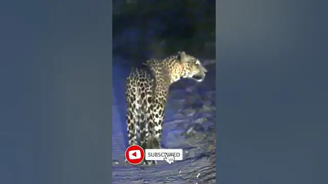 Video thumbnail for Nocturnal hunters| leopard sighting at night #shorts