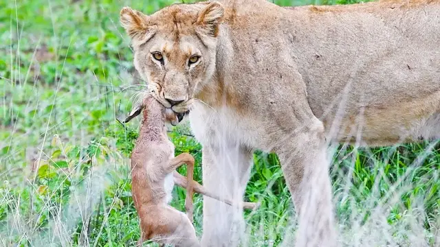 Video thumbnail for Baby Impala Fights Back With Head inside Lion's Mouth