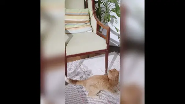 'Video thumbnail for Funny cats'