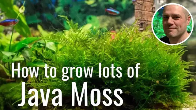 Video thumbnail for Easy Way To Grow Java Moss - IDEAL BEGINNERS GROWING GUIDE!