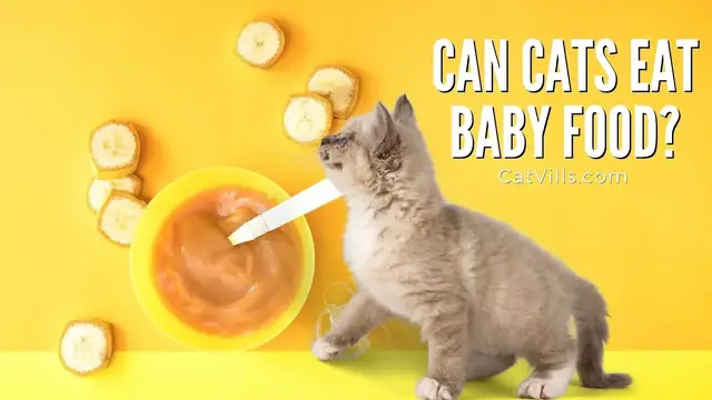 Video thumbnail for Ever Wondered If Cats Can Eat Baby Food?