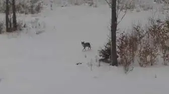 Video thumbnail for Mangy female coyote. Daytime use of ATN X-Sight 4 K Pro