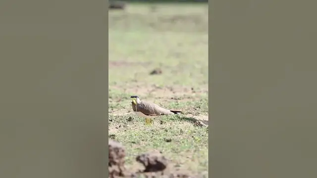 Video thumbnail for Yellow wattled lapwing in Yala #shorts