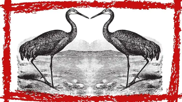 Video thumbnail for Sandhill Crane (Antigone Canadensis) Video | Sandhill Crane Call & Sound | Sandhill Crane Flying