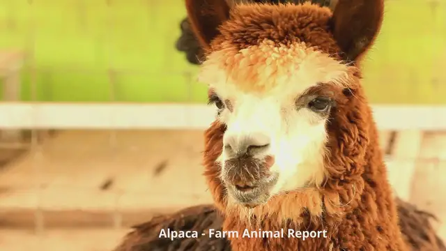 Video thumbnail for Alpaca Videos