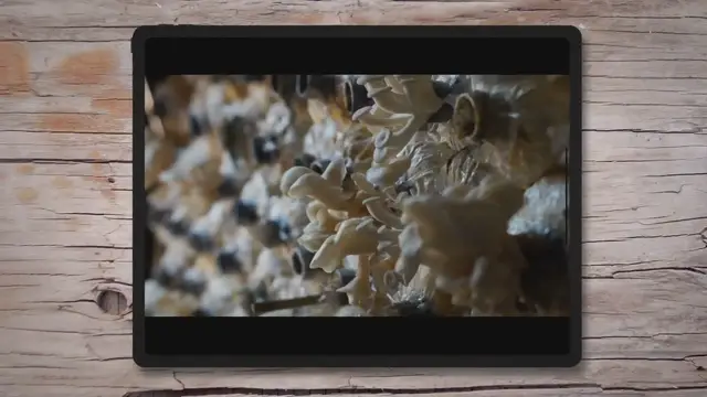 'Video thumbnail for Blue Mold On Mushroom Cakes ( Are They Dangerous? )'