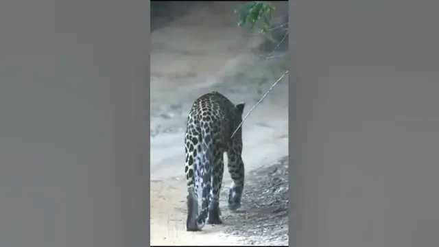 Video thumbnail for Leopard walks through the road #shorts